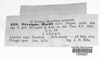 Erysiphe martii image